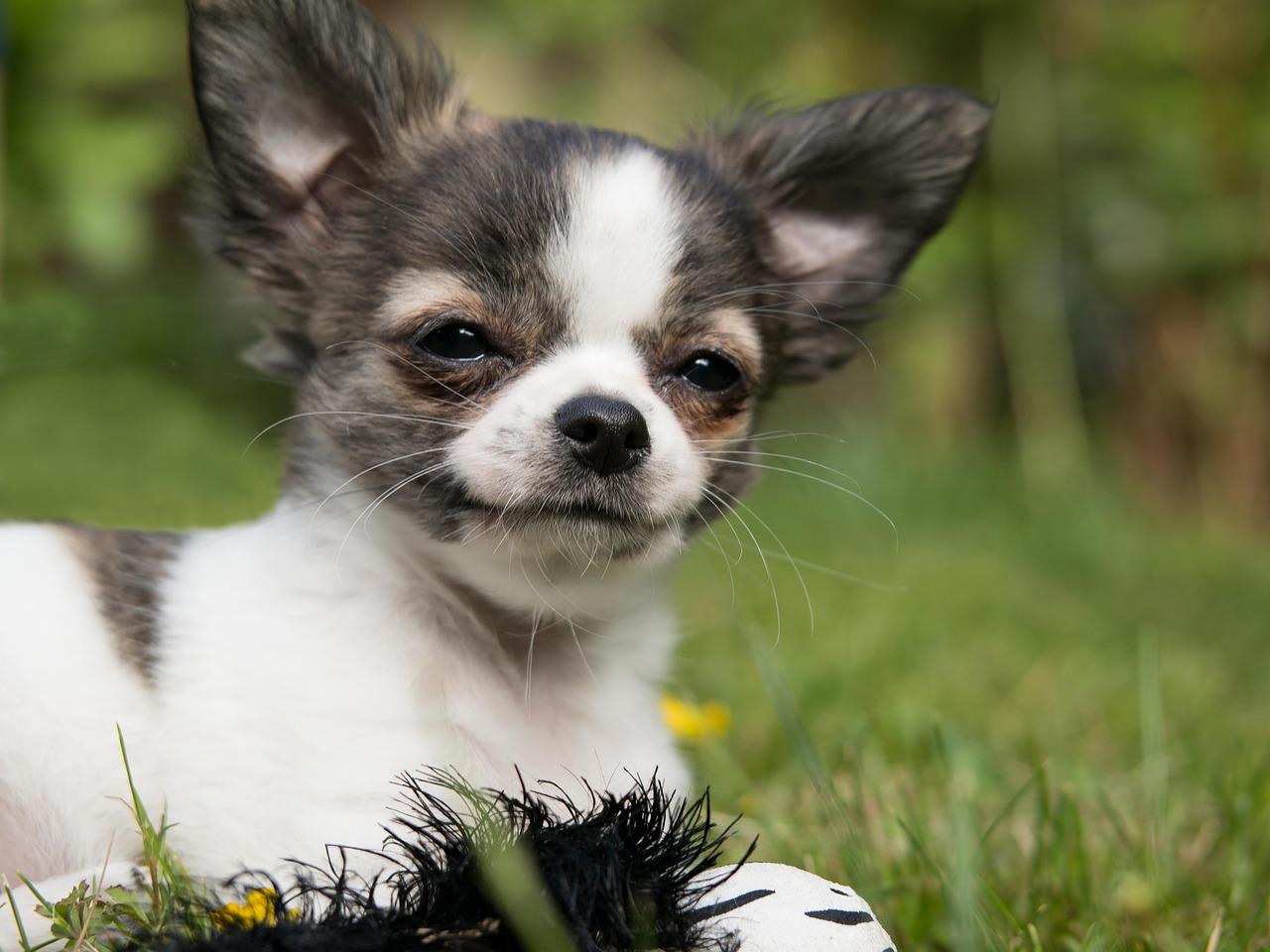 De Charmante Chihuahua: Alles Wat je Moet Weten over dit Kleine Ras